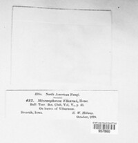 Erysiphe viburni image